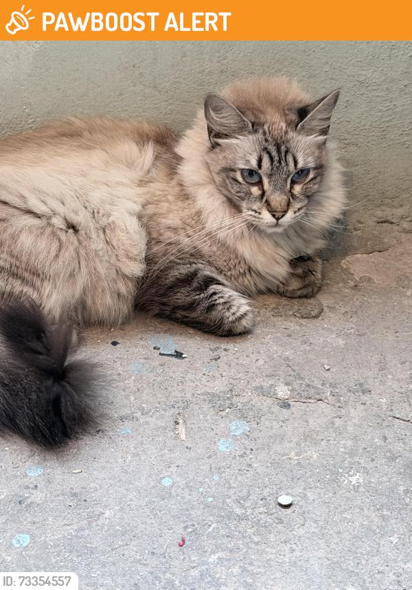 Found/Stray Unknown Cat last seen Entre norte 1 norte 2, Ciudad Nezahualcóyotl, Méx. 