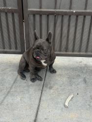 Found/Stray Male Dog last seen Monument parkway, Perris, CA 92570