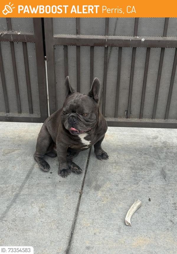 Found/Stray Male Dog last seen Monument parkway, Perris, CA 92570