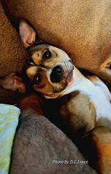 Found/Stray Male Dog last seen Mongomery and claiborne, San Antonio, TX 78252