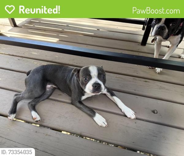 Reunited Male Dog last seen Evergreen Dr. Woodbridge, VA, Dale City, VA 22193