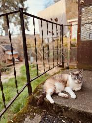 Lost Male Cat last seen SE 97th and SE Knight st., Portland, OR 97266