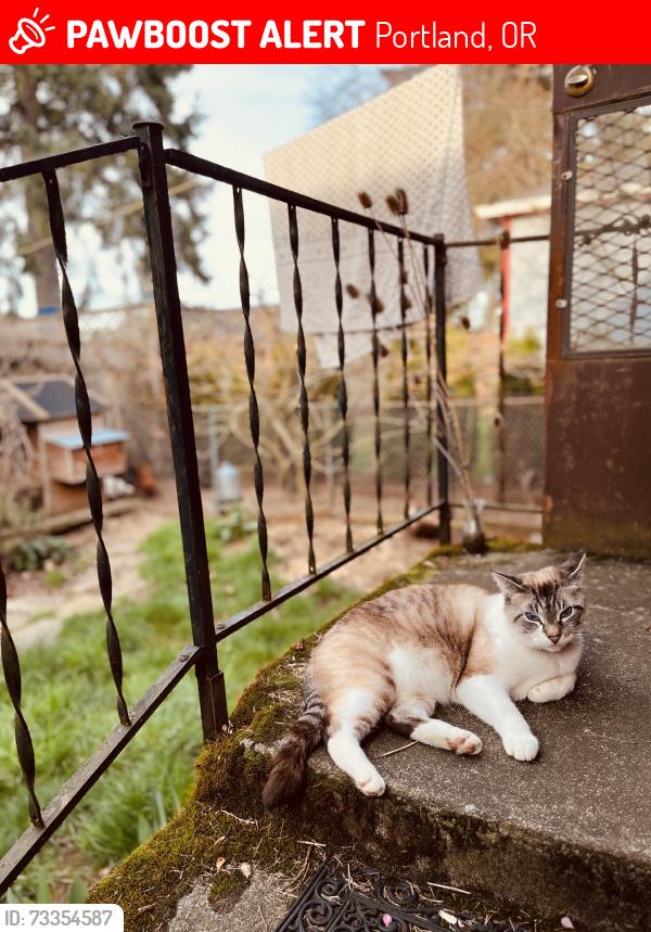 Lost Male Cat last seen SE 97th and SE Knight st., Portland, OR 97266