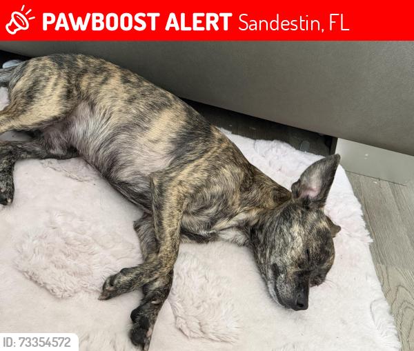 Lost Male Dog last seen Seascape golf Destin, Sandestin, FL 32550