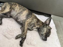 Lost Male Dog last seen Seascape golf Destin, Sandestin, FL 32550