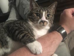 Lost Male Cat last seen Coit and Arapaho, Dallas, TX 75248