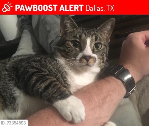 Lost Male Cat last seen Coit and Arapaho, Dallas, TX 75248
