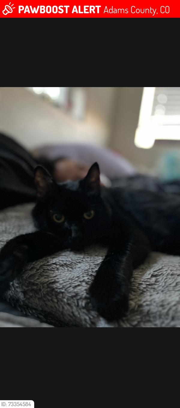 Lost Female Cat last seen The apartments in belle creek, Adams County, CO 80640