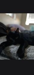 Lost Female Cat last seen The apartments in belle creek, Adams County, CO 80640