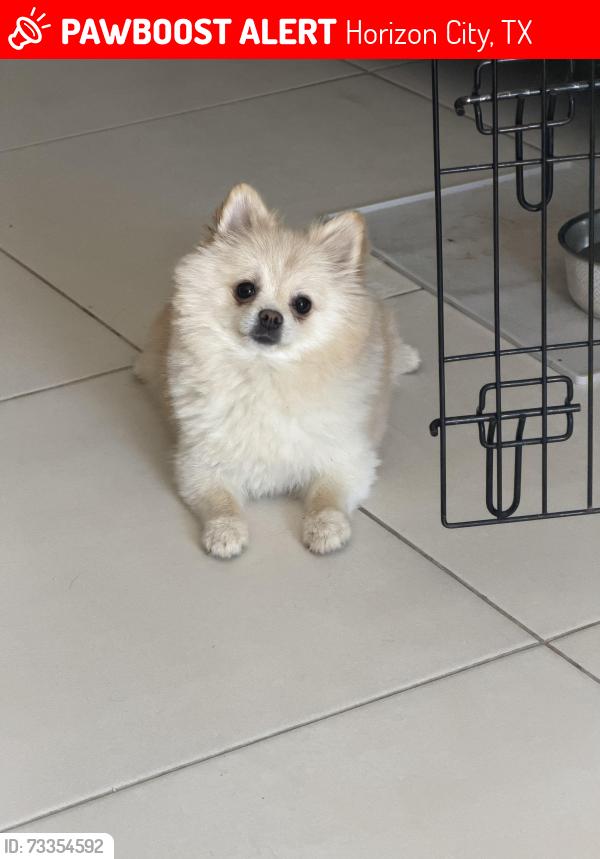 Lost Female Dog last seen Paseo campero y paseo dulce, Horizon City, TX 79928