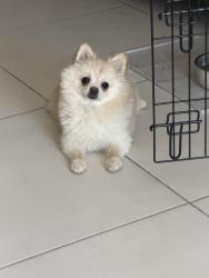 Lost Female Dog last seen Paseo campero y paseo dulce, Horizon City, TX 79928