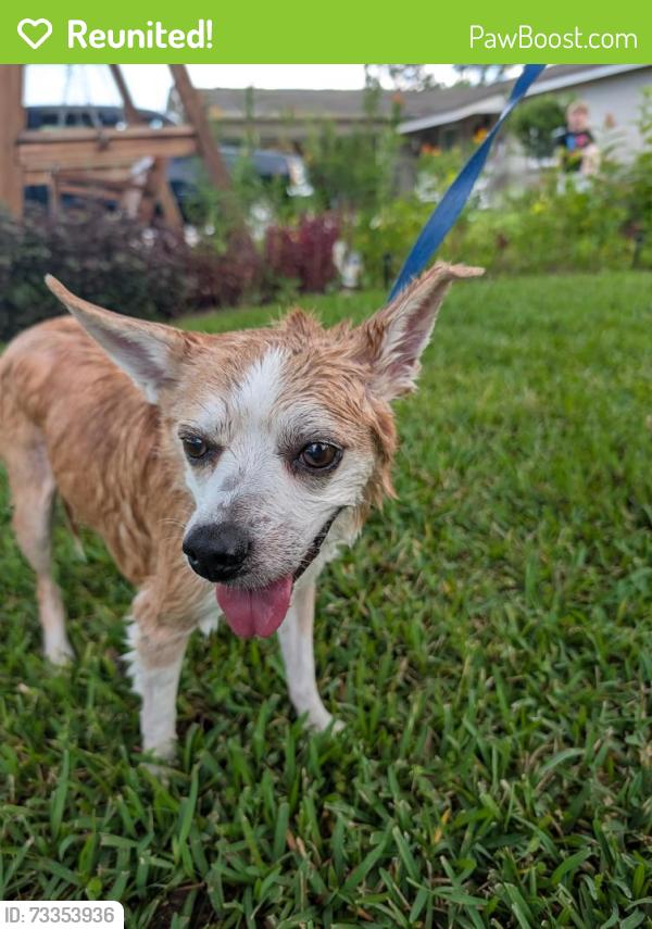 Reunited Male Dog last seen McLarty Park and Community Center, Rockledge, FL 32955