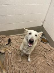 Shelter Stray Female Dog last seen Near Ross Road, TX, 7201 Levander Loop bldg a, Austin, TX 78702, USA