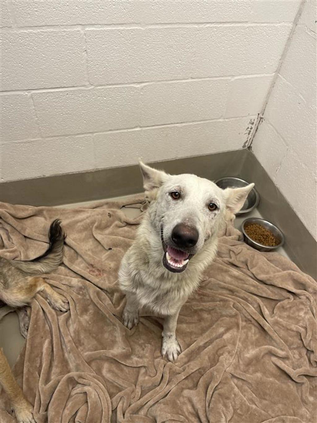 Shelter Stray Female Dog last seen Near Ross Road, TX, 7201 Levander Loop bldg a, Austin, TX 78702, USA