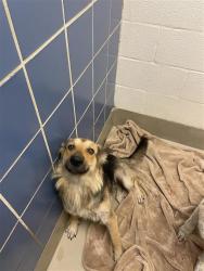 Shelter Stray Female Dog last seen Near Ross Road, TX, 7201 Levander Loop bldg a, Austin, TX 78702, USA