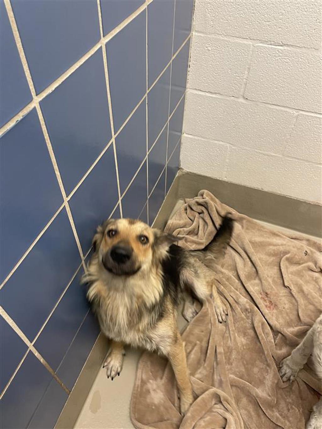 Shelter Stray Female Dog last seen Near Ross Road, TX, 7201 Levander Loop bldg a, Austin, TX 78702, USA