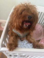 Reunited Unknown Dog last seen Revere st and Guilford, Philadelphia, PA 19152