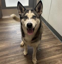Shelter Stray Female Dog last seen Not Provided., San Diego, CA, 92113, 5500 Gaines St, San Diego, CA 92110, USA