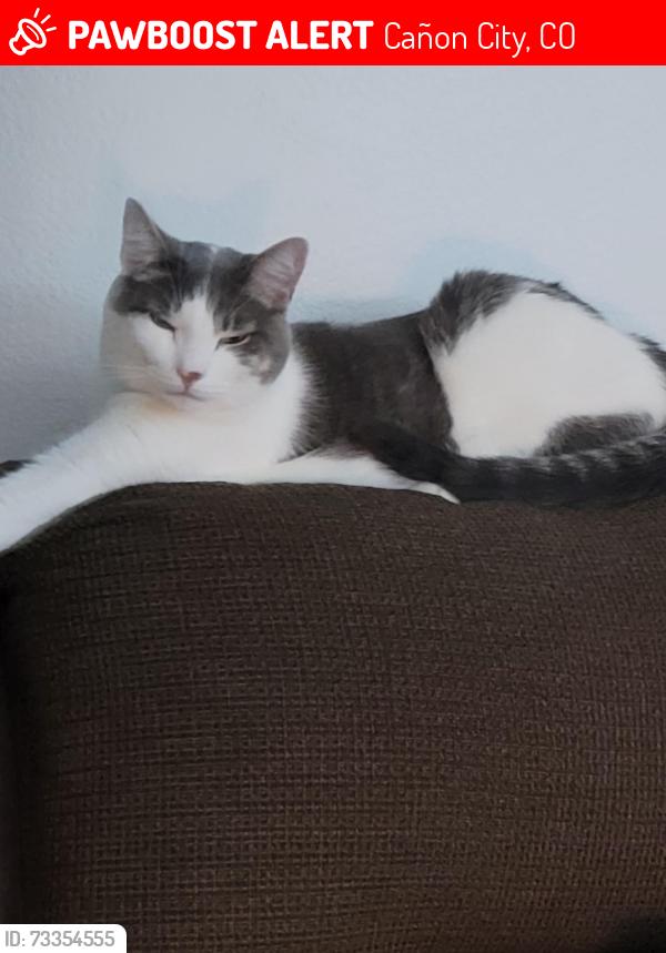 Lost Male Cat last seen Macon Ave & 3rd, Cañon City, CO 81212