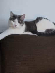Lost Male Cat last seen Macon Ave & 3rd, Cañon City, CO 81212