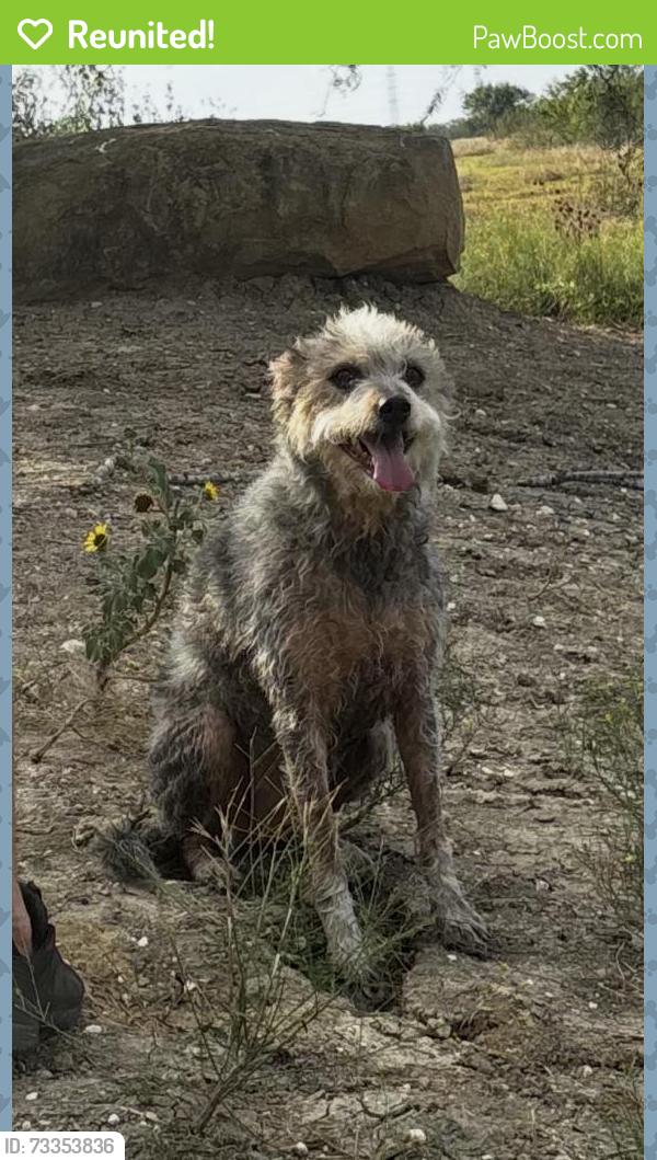 Reunited Female Dog last seen SE River Road, Martindale, TX 78655