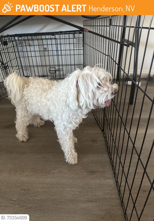 Found/Stray Male Dog last seen Red lovebird and blue lovebird, Henderson, NV 89011