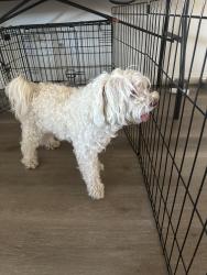 Found/Stray Male Dog last seen Red lovebird and blue lovebird, Henderson, NV 89011