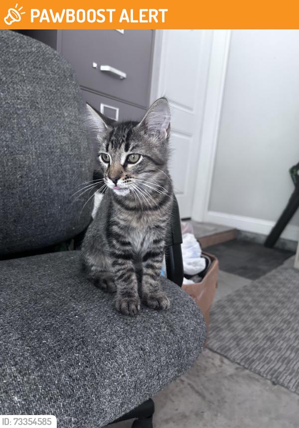 Found/Stray Female Cat last seen Neal Rd and Ridgeway, Escambia County, FL 32533