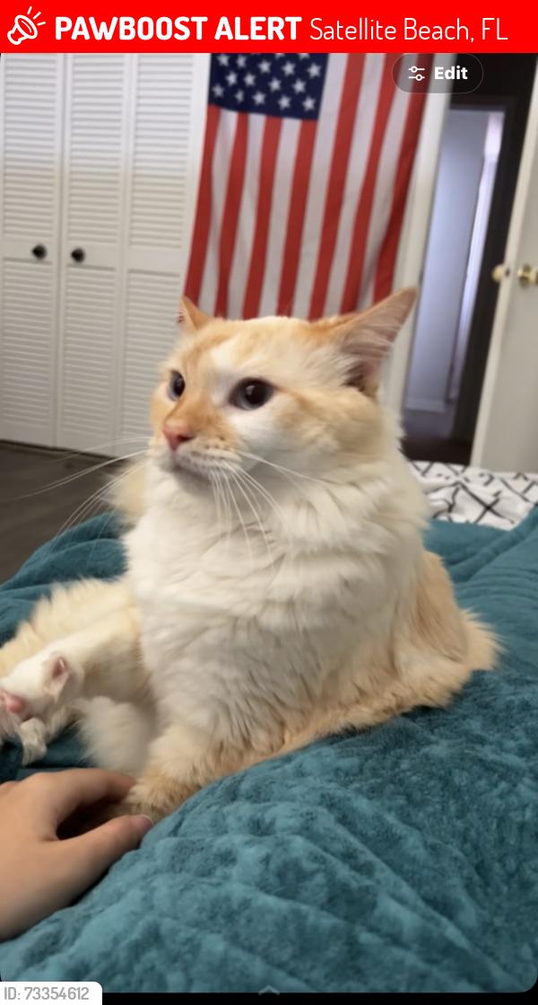 Lost Male Cat last seen Emerald Isles s, south patrick, Satellite Beach, FL 32937