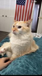 Lost Male Cat last seen Emerald Isles s, south patrick, Satellite Beach, FL 32937