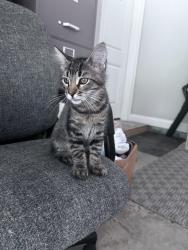 Found/Stray Female Cat last seen Neal Rd and Ridgeway, Escambia County, FL 32533