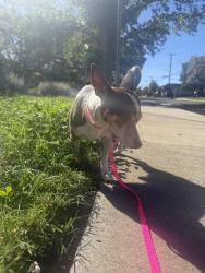 Found/Stray Male Dog last seen Mimosa hse on Sutterville, Sacramento, CA 95818