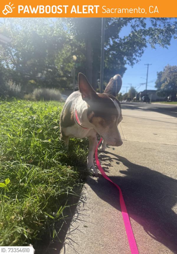 Found/Stray Male Dog last seen Mimosa hse on Sutterville, Sacramento, CA 95818