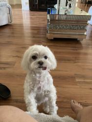 Lost Male Dog last seen 32nd street and Benhern, Phoenix, AZ 85028