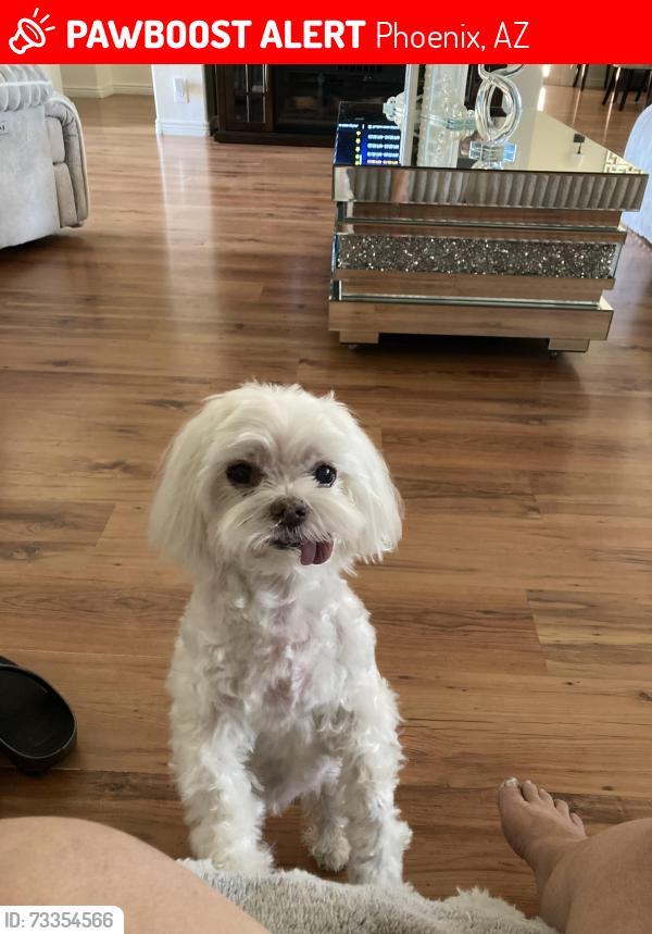 Lost Male Dog last seen 32nd street and Benhern, Phoenix, AZ 85028