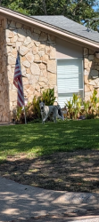 Found/Stray Unknown Dog last seen Hollywood and Buffalo, Arlington, TX 76013