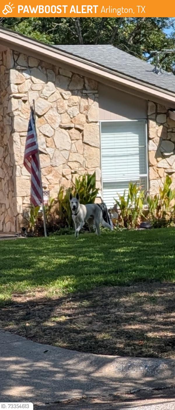 Found/Stray Unknown Dog last seen Hollywood and Buffalo, Arlington, TX 76013