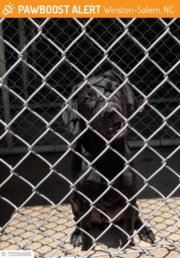 Found/Stray Male Dog last seen In between bridgewood apts and Winston boarding kennel, Winston-Salem, NC 27106