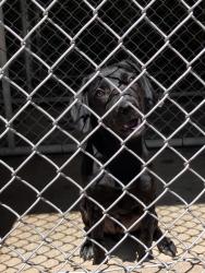 Found/Stray Male Dog last seen In between bridgewood apts and Winston boarding kennel, Winston-Salem, NC 27106