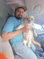 Lost Female Dog last seen Near w 51 st dr s indianapolis in 46254, Indianapolis, IN 46254