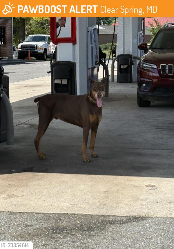 Found/Stray Unknown Dog last seen Near Clear Spring Rd, Clear Spring, MD 21722, Clear Spring, MD 21722