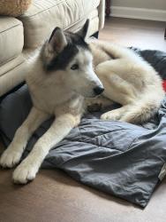 Found/Stray Male Dog last seen Right before i-40 walking north, Hickory, NC 28601
