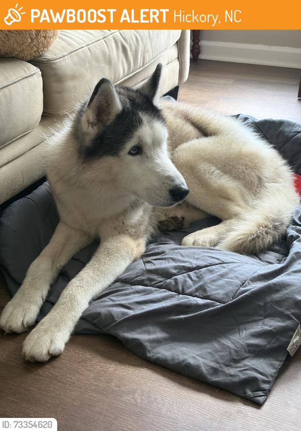 Found/Stray Male Dog last seen Right before i-40 walking north, Hickory, NC 28601