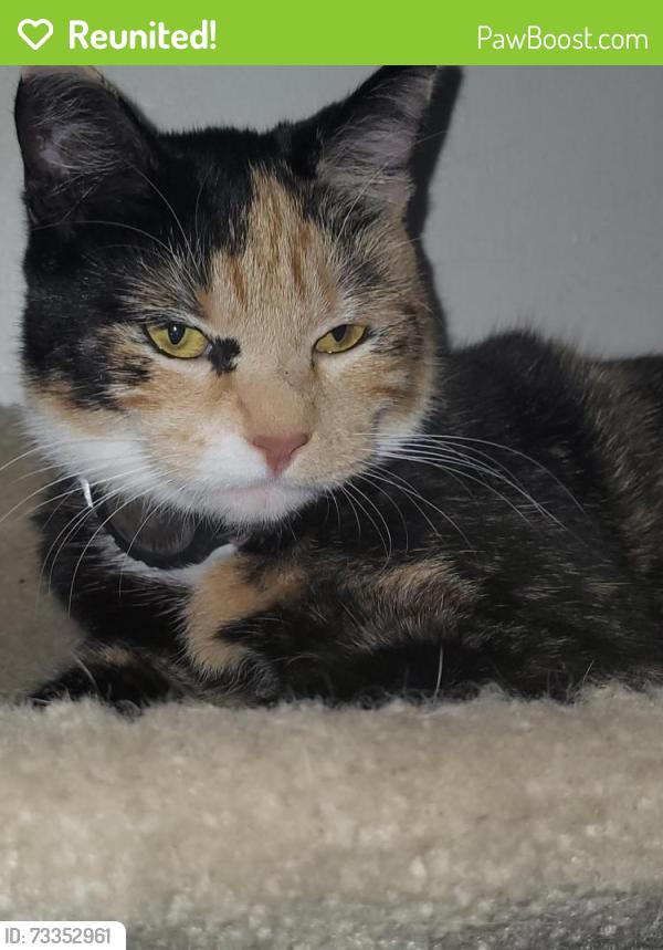 Reunited Female Cat last seen Southwood Ave, Sunnyvale, CA 94086