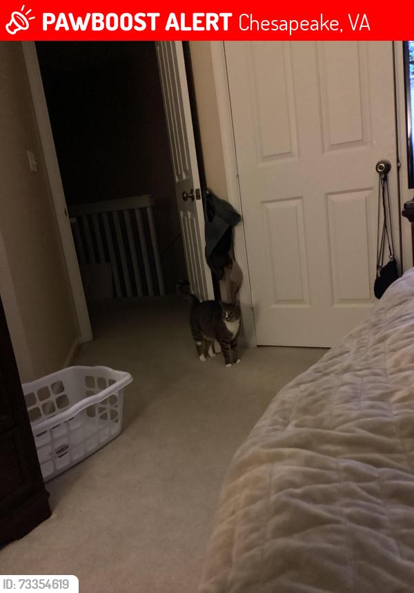 Lost Female Cat last seen Unknown, Chesapeake, VA 23320