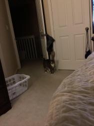 Lost Female Cat last seen Unknown, Chesapeake, VA 23320