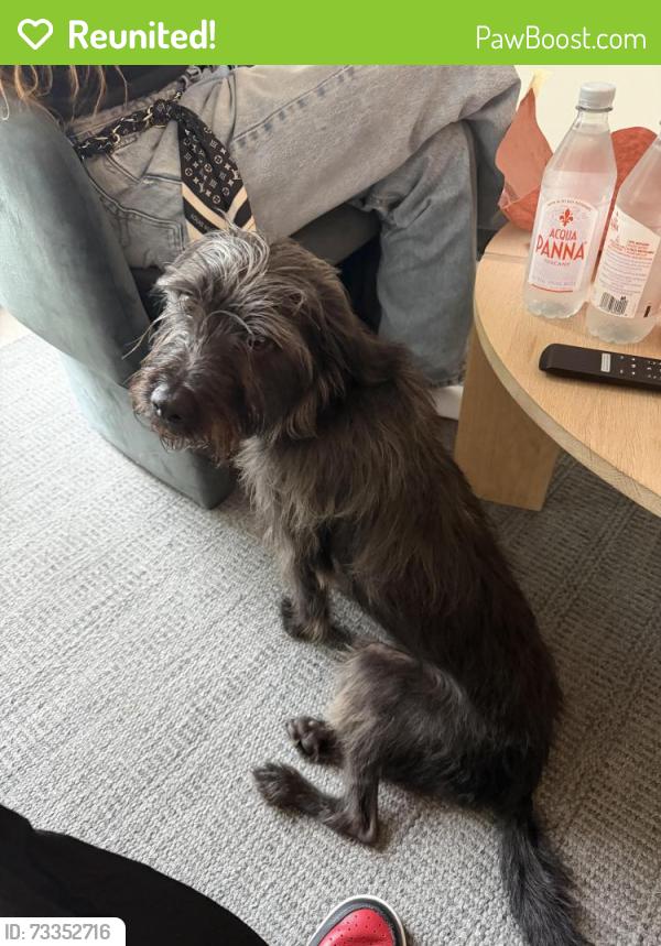 Reunited Male Dog last seen 56th street and 7th Ave in Little Haiti, Miami, FL 33127