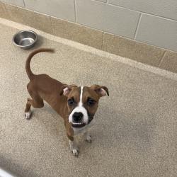 Shelter Stray Male Dog last seen , 54687 Co Rd 19, Bristol, IN 46507, USA