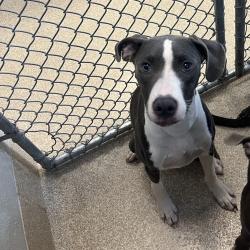 Shelter Stray Female Dog last seen , 54687 Co Rd 19, Bristol, IN 46507, USA