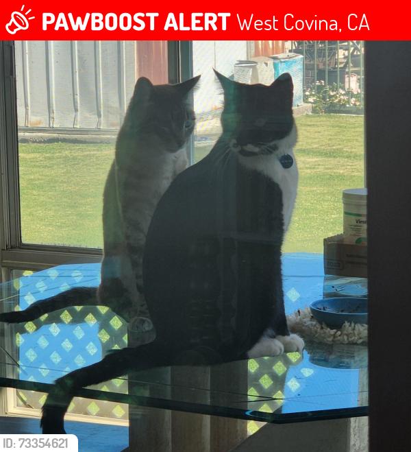 Lost Male Cat last seen Larkwood and Gretta, West Covina, CA 91790
